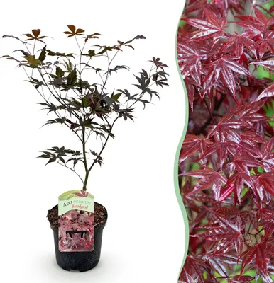 Image de Plante de terrasse - Erable Japonais - Acer palmatum Sangokaku - Vert - 1 Plante - Caduque - 60-70cm - Ø25cm - Plante de jardin