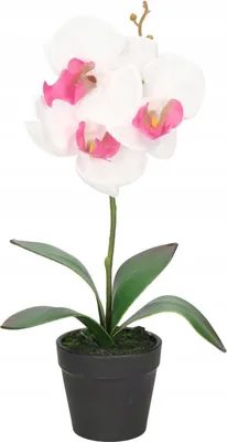 Image de Orchidée Orchidée fleurs artificielles dans un pot