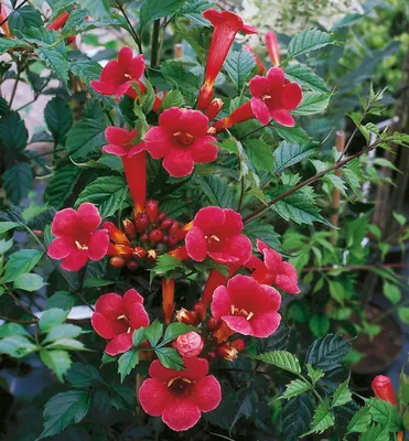Produktbild von Trompetenblume ´FLAMENCO´ 40-50 cm, Cont. 1,6 l, Pflanze mit Rankhilfen