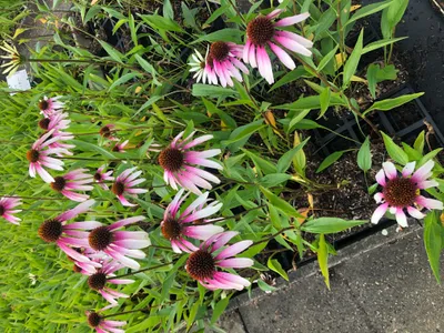 Produktbild von 6 x Echinacea pur. 'Pretty Parasols' (j.s. engeltje) - Sonnenhut - Topf 9x9 cm