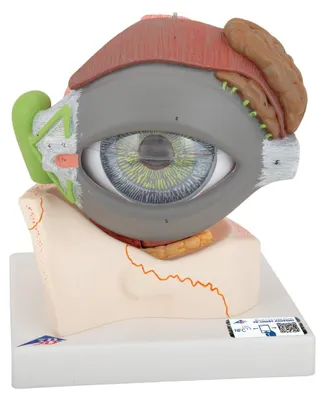 Augenmodell 5-fach, 8-teilig, anatomisch, abnehmbare Teile