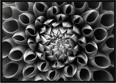 Image de Image Poster dans un cadre 53x73 cm Fleur P1047