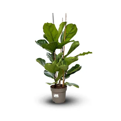Image de Ficus lyrata - ↕ 80-90 cm - ⌀ 20 cm - plante d'intérieur