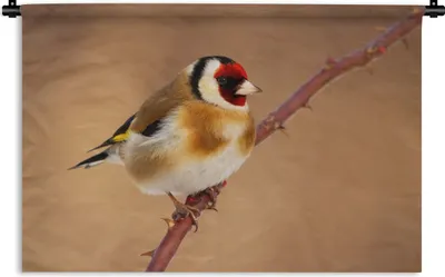 Produktbild von MuchoWow® Wandteppich Wandbehang Kropftaube - Vogel - Tiere 150x100 cm Tapisserie Dekoration Wandtuch - Waschbar - Tapisserien - Wand-Decke
