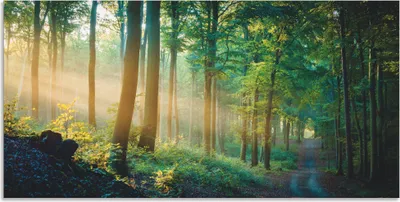 Produktbild von ARTland Wandbild Alu für Innen & Outdoor Herbstmorgen im Wald Größe: 60x30 cm