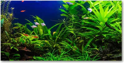 Produktbild von Tulup® Küchenrückwand Spritzschutz aus Glas -100x50 -Spritzschutz auf gehärtetes GlasDeko Landschaften Fische im Aquarium