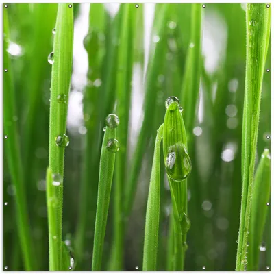 Produktbild von Wallario XXL Outdoor-Poster für Garten oder Balkon, Motiv Wassertropfen an Grashalmen, in ca. 200 x 200 cm