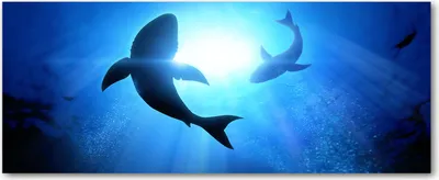 Immagine prodotto di Tulup® Pannello decorativo in vetro - 125x50 - Arte da parete - Pannello decorativo realizzato con vetro temperato di sicurezza - Ideale per la cucina e il soggiorno - Motivo: animali - Due squali - Colore: blu