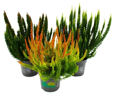 Productafbeelding van Calluna Green Nature, groene heide, winterhard. Set van 3 verschillende planten in potten van 11 cm