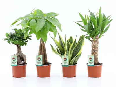 Produktbild von Zimmerpflanzen Pflanzen 4er Set XXL