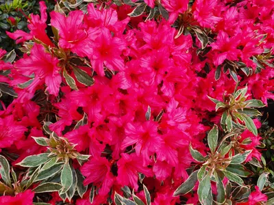Produktbild von Japanische Azalee Silver Sword - Rhododendron obtusum - panaschiertes Laub - 30-40cm