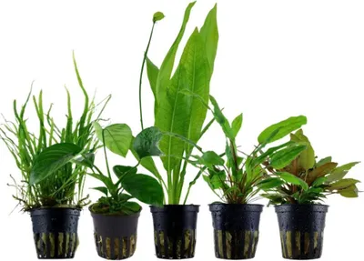 Produktbild von 'Diskus' Set mit 5 Topf Pflanzen Aquariumpflanzen Set 131 Wasserpflanzen AquaOne
