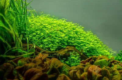 Produktbild von Aquarium Pflanze Hydrocotyle tripartita Tropica 039B TC In Vitro Wasserpflanze