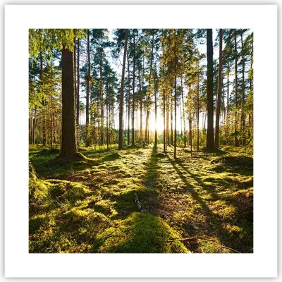 Produktbild von Poster - Poster ohne Rahmen - Wald Baum Natur - 40x40 cm - Wand Bild - Wanddeko - Wandbilder - Kunstposter - Wandposter - Bilder - Kunstdruck - Wanddekoration - Wandbild - P2XAC40x40-3724