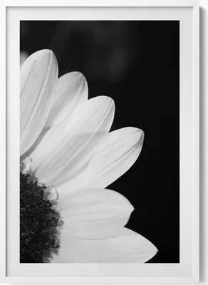 Produktbild von Gänseblümchenblüten in schwarz-weiß– Wandbild mit Rahmen – Gerahmtes Bild  – Wanddekoration – 70x100 cm –  Weiß Rahmen