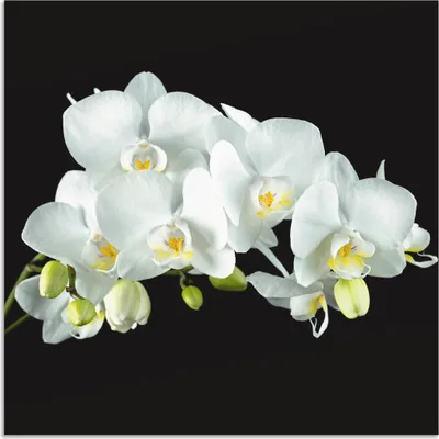 Produktbild von ARTland Wandbild Alu für Innen & Outdoor Weiße Orchidee auf schwarzem Hintergrund Größe: 40x40 cm