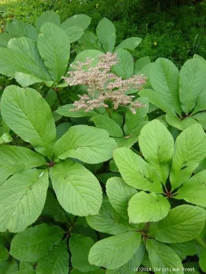 Produktbild von 3 x Kastanienblättriges Schaublatt - Blattschmuckstaude - Tb 11