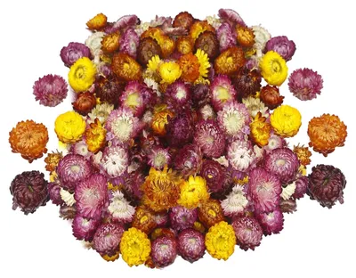 Gedroogde Bloemen, 100 g, ca. 110 Köpfe, mehrfarbig, für Dekoration und Basteln