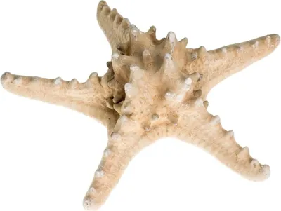 Produktbild von Noppen Seestern in Natur, Größe ca.18-22 cm | Protoreaster nodosus