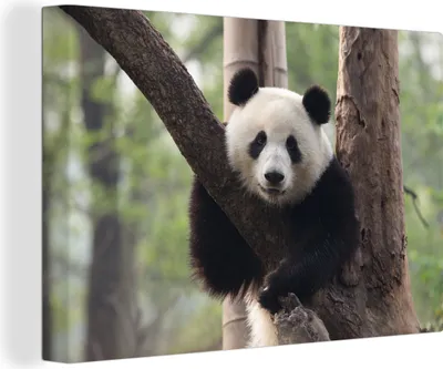 Obrázok produktu pre OneMillionCanvasses® - Výtlačky na plátne - 140x90 cm, Panda - Strom - Les, nástenná umelecká dekorácia