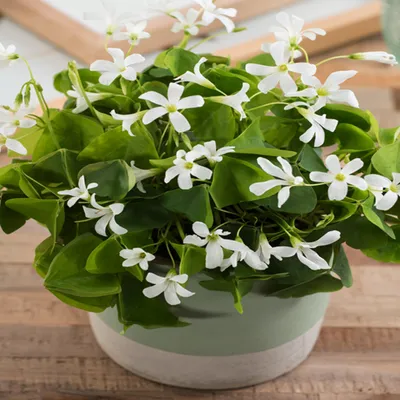 Zdjęcie produktu dla Oxalis Szczawik Irish Mist 5 szt Cebulki Cebule Kwiatowe
