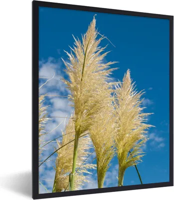 Produktbild von MuchoWow® Gerahmtes Poster Pflanzen - Pampasgras - Luft 60x80 cm - Poster mit Schwarzem Bilderrahmen Wandposter Rahmen Foto Bilder - Premium - Wanddeko Wohnzimmer
