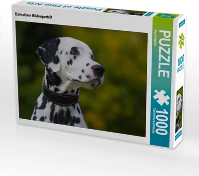 Produktbild von CALVENDO Puzzle Dalmatiner Rüdenporträt | 1000 Teile Lege-Größe 64x48cm Foto-Puzzle für glückliche Stunden