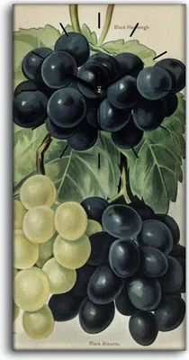 Produktbild von Leinwand Wanduhr Wandkunst Uhr 30x60 Malerei Früchte Trauben Blätter Kunst - schwarze Hände