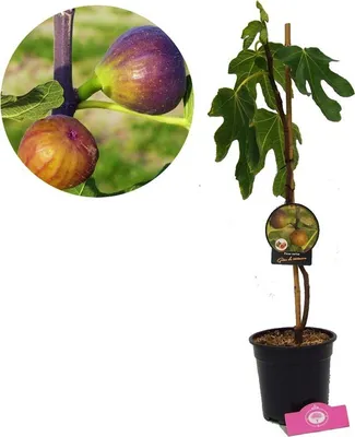 Obrázek produktu pro Fíkovník Ficus carica 'Grise de tarascon', 2litrový květináč