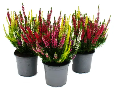 Immagine prodotto di Set multicolore di Calluna vulgaris, 3 piante di erica resistente in vaso da 11 cm; quattro colori in un unico vaso (quattro)