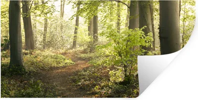 Produktbild von MuchoWow® Wandtattoo Wandsticker Wandaufkleber Wald - Bäume - Weg - Sonne - Pflanzen - Laub - Natur 80x40 cm Selbstklebend und Repositionierbar - Aufkleber