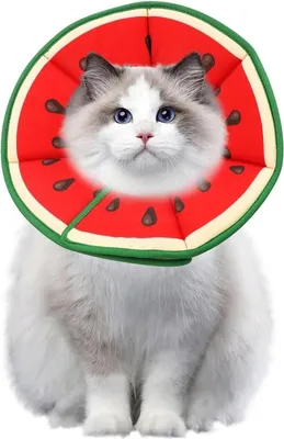 Sonstiges Katzenzubehör, Hauptbild