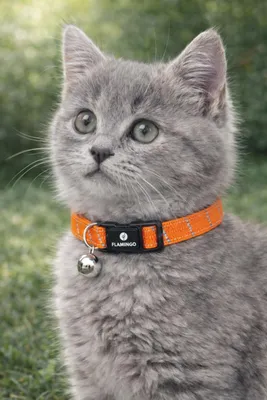 Image de Flamingo chaton collier Elza orange