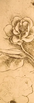 Produktbild von Leonardo Da Vinci Kunstdruck Bild - Blumenstudie, Detail, 1481-1483 (158 x 53 cm)