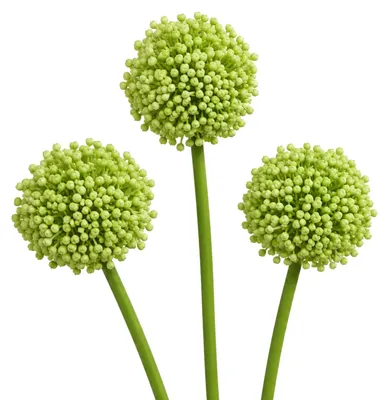 Produktbild von G.blümt Künstliche Allium Stielblume 53 cm, Zierlauch Kunstblume wie echt, Blumendeko Grün 3 Stück