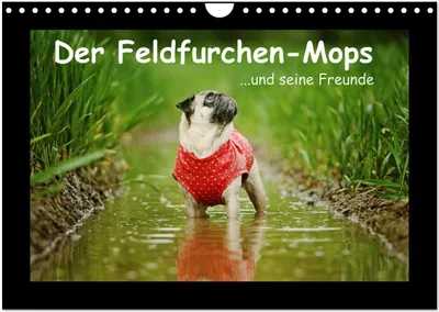 Produktbild von Der Feldfurchen-Mops (Wandkalender 2026 DIN A4 quer), CALVENDO Monatskalender