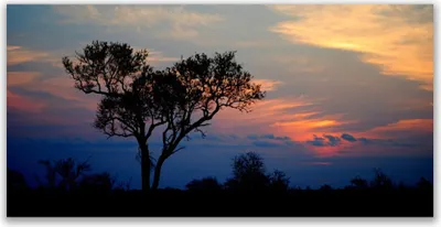 Produktbild von Tulup Leinwand-Bilder 140x70 Wandbild Canvas Kunstdruck Baum Natur