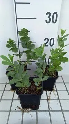 Zdjęcie produktu dla 6 x Baptisia australis - pseudodictamnus - Topf 9 x 9 cm
