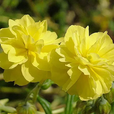 Produktbild von 6 x Sonnenröschen  - Helianthemum 'Sulphureum Plenum'  | Topf 9cm x 9cm