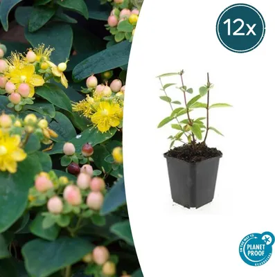 Productafbeelding van Hypericum inodorum 'Annebel' | 12 stuks - 10-25cm - Ø9cm - Tuinplant