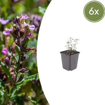 Immagine prodotto di Teucrium lucidrys | 6 pezzi - 10-25cm - Ø9cm - Pianta da giardino