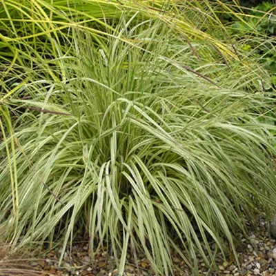 Obrázok produktu pre 6 x Pruhovaná tráva - Molinia caerulea 'Variegata' | Kvetináč 9cm x 9cm