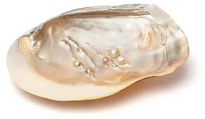 Obrázok produktu pre Perleťová mušľa s perlami - 15-16 cm Súprava 2 ks