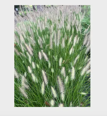Produktbild von 6 x  Pennisetum alop. 'Reborn' - Lampenputzergras  - Topf 9 x 9 cm