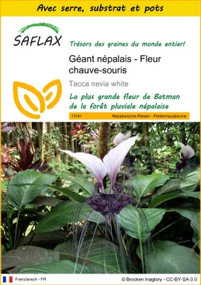 Image de SAFLAX Ensemble de culture - Géant népalais - Fleur chauve-souris - 10 graines - Tacca