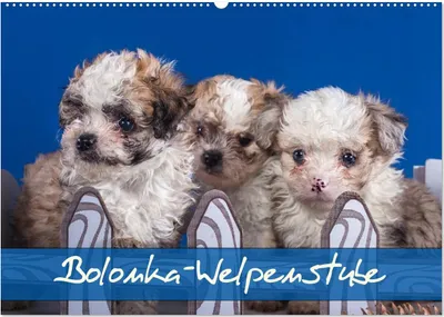 Produktbild von Bolonka Welpenstube (Wandkalender 2025 DIN A2 quer), CALVENDO Monatskalender