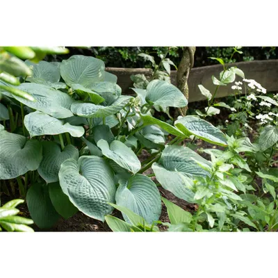 Produktbild von Hosta sieboldiana 'Big Daddy' - Blaugraue Garten-Funkie 'Big Daddy', im Topf 13 cm - 13 cm