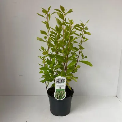 Produktbild von Clethra alnifolia - Silberkerzenstrauch | 50-60 cm im Topf