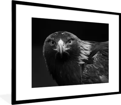 Produktbild von MuchoWow® Gerahmtes Poster Bussard - Vogel - Tiere - Schwarz - Weiß 80x60 cm - Poster mit Schwarzem Bilderrahmen Wandposter Rahmen Foto Bilder - Schlafzimmer-Dekorationen - Fotoposter