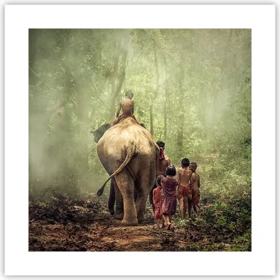 Produktbild von Poster - Poster ohne Rahmen - Elefant Dschungel Nebel - 40x40 cm - Wand Bild - Wanddeko - Wandbilder - Kunstposter - Wandposter - Bilder - Kunstdruck - Wanddekoration - Wandbild - P2XAC40x40-3438